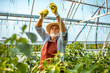 Senior man growing sweet peppers, tying the branches up in the hothouse on a small agricultural farm. Concept of a small agribusiness and work at retirement age