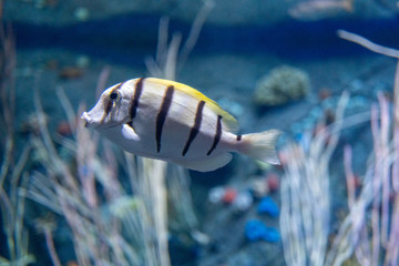 tropical fish in aquarium