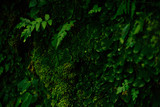 Fototapeta Zachód słońca - Texture of green moss and leaves on stone wall background
