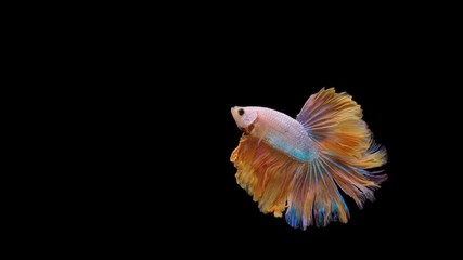 Wall Mural - Super slow motion of Siamese fighting fish (Betta splendens), well known name is Plakat Thai