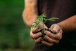 © Parilov - Farmer hands holds baby cannabis plant. Concept farm marijuana plantation