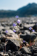 Bluebell Flowers among stones