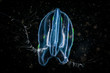 Comb jelly drifting underwater in the ocean water column