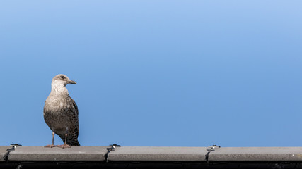 Young European Herring Gull - Larus argentatus