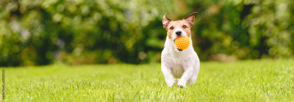 Obraz na płótnie Small happy dog playing with pet toy ball at backyard lawn (panoramic crop with copy space) w salonie
