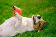 © alexei_tm - Smiling happy dog lying upside down on green grass holding pet toy in paws