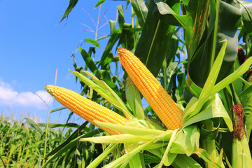 Green field with young corn