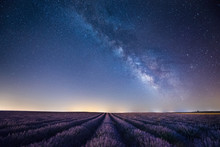 France, Provence, Lavender Fields With Milky Way At Night