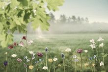 Nature Background With Flowers And Leaves