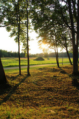 Wall Mural - large grass field in countryside and road
