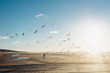 © Westend61 - Denmark, Blokhus, boy chasing flock of seagulls on the beach