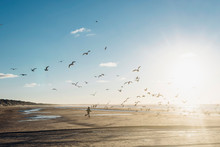 Denmark, Blokhus, Boy Chasing Flock Of Seagulls On The Beach