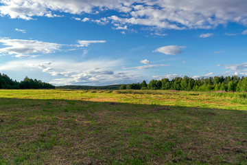 Summer meadow landscape with green grass and wild flowers on the background of a forest.