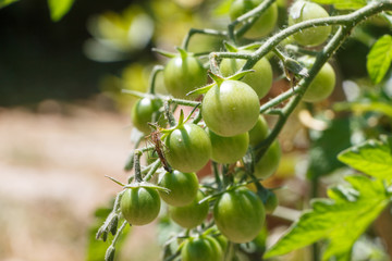 Sticker - Green tomatoes ripening in a vegetable garden