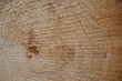 Baumholz im Querschnitt mit Jahresringen als Hintergrund