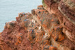 An der Brutkolonie auf Helgoland hängen tote Vögel, die sich in den Resten der Fischernetze verfangen hatten