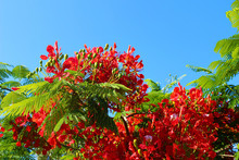 Blooming Flame Tree, Royal Poinciana Delonix Regia In Resort Garden. Tropical Decorative Endemic Tree Species From Madagascar Island. Red Blossoms, Petals And Green Leaves And Blue Sky, Selective