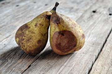 Two rotten pears, in poor condition for consumption