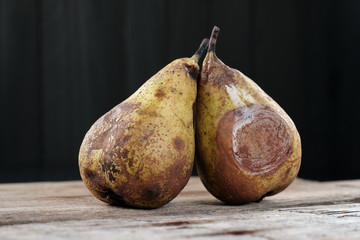 Two rotten pears, in poor condition for consumption