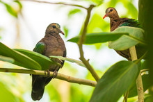 Asian Emerald Dove, Or Grey-capped Emerald Dove Chalcophaps Indica Perched