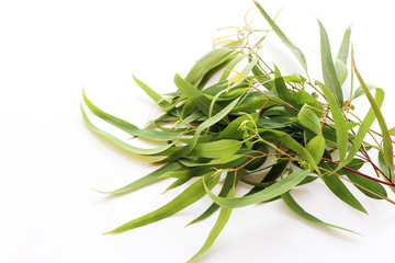 Wall Mural - Frame, border made of fresh Eucalyptus with long leaves. Green branches isolated on white table background. Floral composition. Feminine styled stock photograpy, selective focus. Empty copy space.