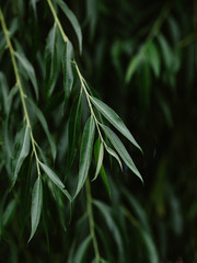 Long green leaves