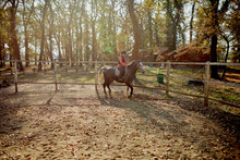 Young Girl Riding Horse.