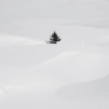 An Isolate Small Pine Tree In A Snow Drift.