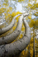 Curved Aspen Trees