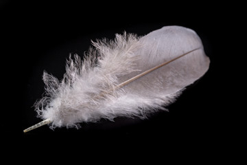 Bright feather of a bird with a delicate nap. White plumage pigeon on the table.