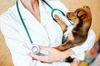 © Валентина Свиридо - Small cute dog examined at the veterinary doctor, close-up