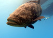 An underwater photo of Goliath grouper swimming in the ocean.
