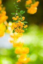 Pyracantha Yellow Berries On The Branches. Firethorn (Pyracantha Coccinea) Berries On Blurred Background. Ripe Fruits In The Autumn Garden
