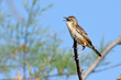 © bennytrapp - singender Zistensänger / Cistensänger (Cisticola juncidis) - zitting cisticola / streaked fantail warbler