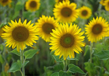 A Cluster Of Sunflowers Face East.