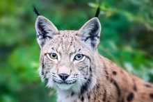 Wild Lynx Close Portrait. Head Shot Of Wild Eurasian Lynx Cat Curious Staring Straight Into The Camera. Background Of Green Leafs And Trees Out Of Focus Due To Shallow Depth Of Field.