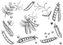 Detailed Hand Drawn Ink Black And White Illustration Set Of Pea Pods And Peas, Flowers. Sketch. Vector Eps 8