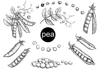 detailed hand drawn ink black and white illustration set of pea pods and peas, flowers. sketch. vect