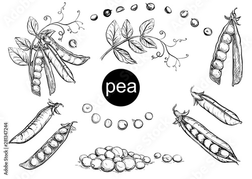 Fotomural Detailed hand drawn ink black and white illustration set of pea pods and peas, flowers