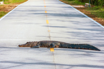 Wall Mural - American Alligator lying across the road.Big Cypress National Preserve.Florida.USA