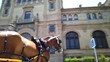 Pferde Kutschenfahrt in Sevilla, Spanien, Andalusien 