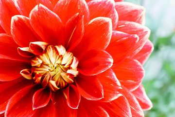 Wall Mural - Red orange yellow dahlia ball fresh flower details macro photography with green out of focus background. Photo emphasising intricate texture pattern of this colourful dahlia flower.