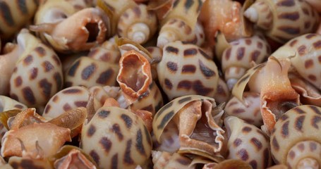 Canvas Print - Cooked sea snail in rotation