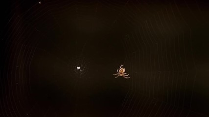 Spider weaves a web