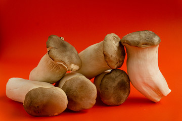 King oyster mushroom Pleurotus eryngii on red background,Pleurotus Eryngii (King Oyster Mushroom) isolated on red.