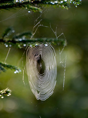 Wall Mural - spider web shines in the forest, morning dew