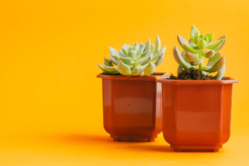 Poster - succulent plant on a yellow background.