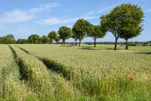 Foto  Wheat field and trees in Denmark