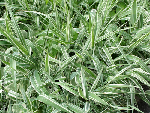 Cuadros en Lienzo Decorative grass evergreen sedge with white and green striped foliage