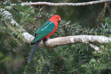 Curious Australian King-parrot (Alisterus Scapularis)in The Tree, Queensland Australia.